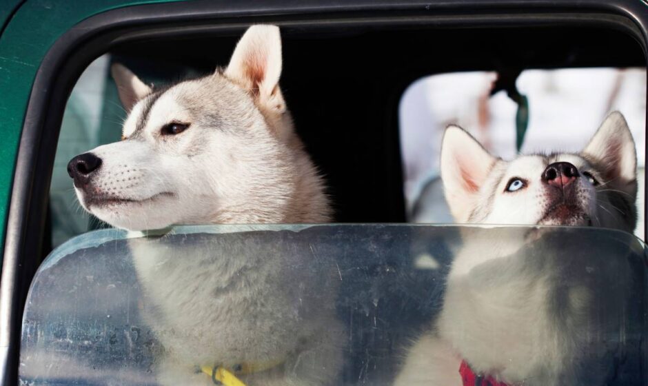 Husky dogs riding in a car after sledge race